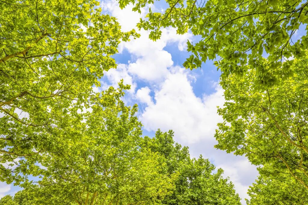 今日立夏